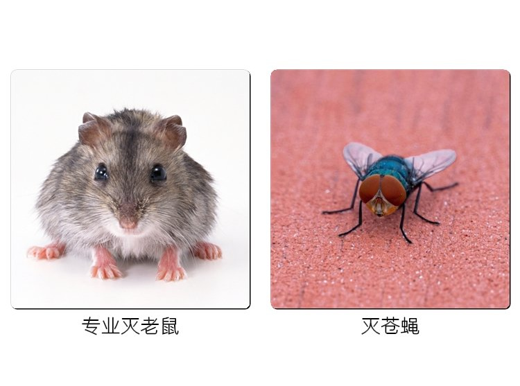 專業滅老鼠，滅蒼蠅